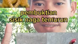 pembuktian sisik naga temurun, dan jangan sombong selama ayam masih main dengan ayam