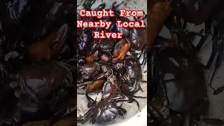 Caught From Nearby Local River | #localfishing #crabfishing #viralshorts #trendingshorts #shorts