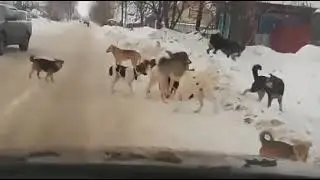 В Цивильске (Чувашия) водитель намерено наехал на стаю  собак