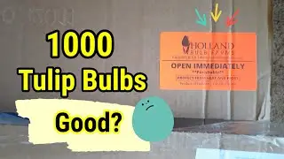 UNBOXING 1000 Tulip bulbs from Holland bulb farms |  #shorts