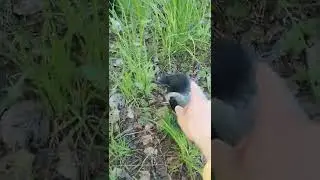 Бесстрашный птенец серой вороны
