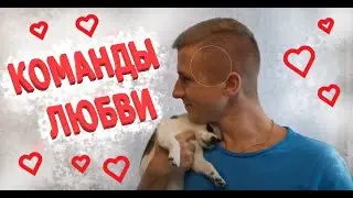 Любовь СОБАКИ и ЧЕЛОВЕКА через КОМАНДЫ