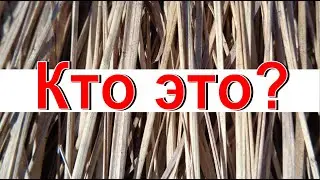 КТО ЭТО? Тайные встречи Что они там делают?