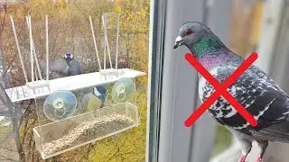 Кормушка | Как избавиться от голубей