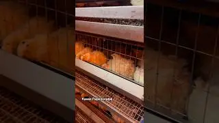 How many quails should you keep??? 