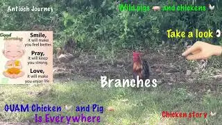 Why lots of wild chickens🐓 and pigs 🐖 in Guam 🇬🇺?
