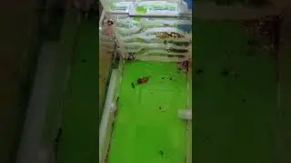 Кормление муравьёв,у таракана нет шансов.