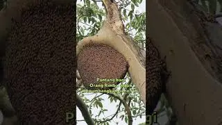 ORANG RIMBA MELAHIRKAN DI DALAM HUTAN 😱😱 