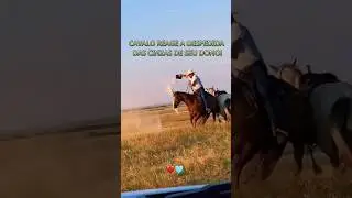 Cavalo reage a Despedida das Cinzas de seu Dono Vem Curtir #sobrenatural