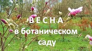 Ботанический сад в Калининграде.  Весна.  Вивальди.