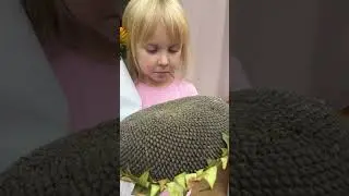 Нашли подсолнух с настоящими семечками😍