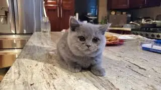 British Shorthair female kitten