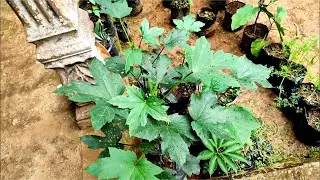 how to grow okra at home from seed 
