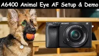 Sony A6400 Animal Eye AF Setup and Demo