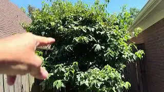How to Shape up a Kousa Dogwood small Tree for small area.
