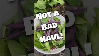 Fresh Garden Veggies for Pasta