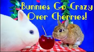 2 Minutes of Rabbits Eating Cherries Followed by 2 Minutes of SUGAR HIGH BINKIES! DIY Rabbit Treat.