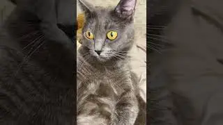 Ну вы как бы поняли #cat #shorts