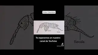 Orden Collembola