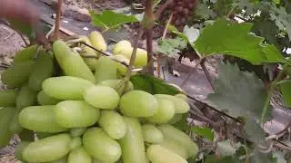 Сорт винограду 