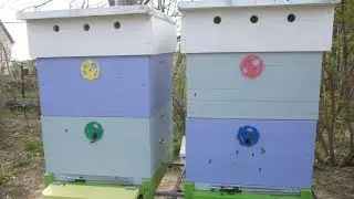 Осмотр пчел весной 
