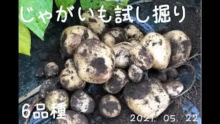 じゃがいも試し掘り　6品種