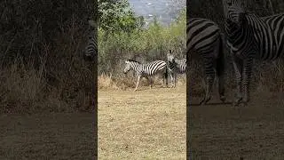 Wildlife encounters : spotted two male zebras | herds 
