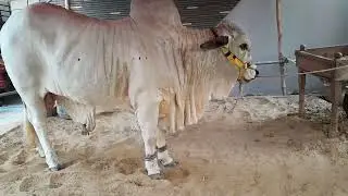 Masha Allah Beauty of Eid #2024