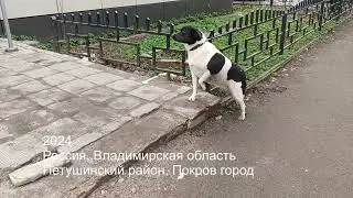 Собака, у магазина привязанная, лает на людей