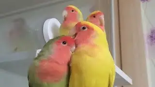 Happy Lovebirds