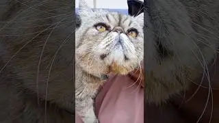 Дуже гарний котик😺