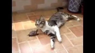 Черепаха достаёт кота