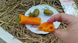 A cross-sectional review of the tomato, 