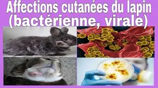 L'élevage cunicole : maladies cutanées d'origine microbienne chez les lapins