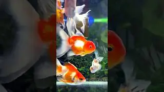 Amazing Goldfish Tank😍#shorts #goldfish