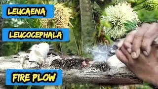 Fire plows use Leucaena leucocephala wood