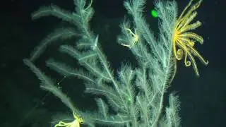 Roatan's Deep-Sea Corals [4:3]