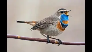 Варакушка