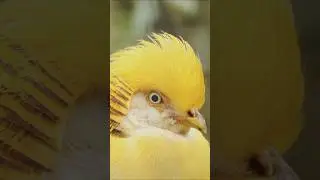 Golden pheasant #birds #nature #shorts #youtubeshorts #trending #viralvideo #shortsfeed