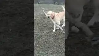 Нейрон и Палки
