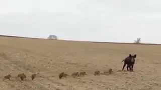 Животные обнимаются очень мило