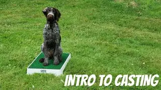 Deutsch Drahthaar introduction to casting.