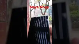 Ali Bhai ka to Moye Moye ho gya #capcut #viral #youtube #facebook #instagram #youtube #twitter #tikt