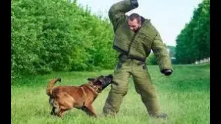 L.E. vs. P.P. dog training, is there a difference?