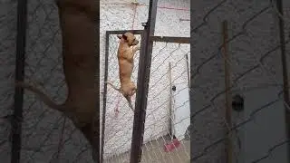СобакЕн - паук!