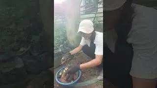 Atong na harvest dagku kaayo onod