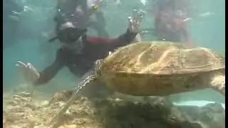 Dive with Sea 🐢 #moalboal #cebutrip