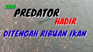 SAAT PREDATOR MENYERANG MANGSANYA