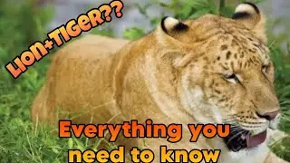 Everything you need to know about Ligers...