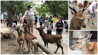Os veados correram atras de min - Parque de Nara no Japão